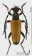Paracorymbia_tonsa_ms.JPG
