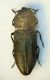 Anthaxia funerula (Cavone) 29.VII.05.JPG