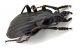 Comb0571_52jcr.jpg