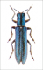 pseudoagrilus cerambicioides autarcontianicus.png
