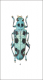 archeobuprestis cerambiciformis izzillensis.png