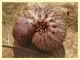 circa 40 mm. - Roma Aniene Nomentana 10.12.2012.jpg