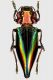 cyphogastra javanica.JPG
