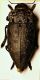 (Buprestidi) Capnodis tenebroides.jpg
