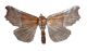 Scoliopterix libarix-Lin.jpg