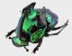 Phanaeus demon 3_4 rid.jpg