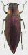 Iridotaenia_soror_Bali_2007_20mm_grey.jpg