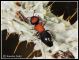 _2-Mutillidae IMG_4054.jpg