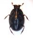 Histeridae ventre.jpg