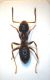 Formica (Histeridae) 002 copia.jpg