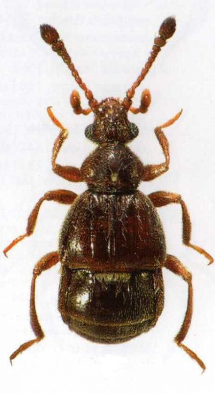 Brachygluta fossulata (REICHENB., 1816).jpg