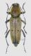 C glaucus macho red firm.jpg
