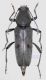 C glaucus hembra red firm.jpg