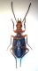 Brachinus nigricornis ventre.jpg