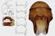 Brachysternus_prasinus_s.JPG
