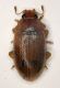 aaa coccinella.JPG