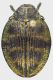 Polybothris_coccinella_a_grey.jpg