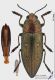 Chalcophorella_stigmatica_s.JPG