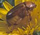 Firminus fossulatus2.jpg