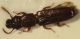 cucujoidea 6mm luglio fei.jpg
