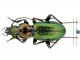 tn_Pterostichus auratus - Copia.JPG