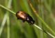 Aphodius bilimecki female 1.jpg