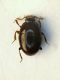 (Histeridi) Acritus minutus.jpg