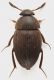 Leiodidae_Scalambra_1500m_X-2012_3,3mm_grey.jpg