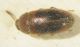 micetophagidae 3_8mm ottobre dritto fei.jpg