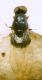 Ephydridae.JPG