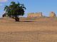 Ziziphus-spina-christi-tree-in-habitat.jpg