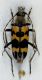 Judolia sexmaculata 1.JPG