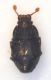 Eubrachium hispidulum (Bremi-Wolf, 1855) ventre.jpg