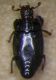 Histeridae_Manziana_2-I-2013_2mm_v.jpg