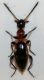 Anthicidae 2 d.jpg