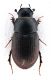 Comb0595_08jcr.jpg