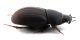 Comb0596_10jcr.jpg