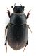 Comb0598_11jcr.jpg