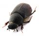 Comb0600_15jcr.jpg