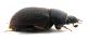 Comb0599_13jcr.jpg