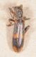 opilus mollis.JPG