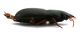 Comb0605_09jcr.jpg