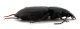 Comb0602_14jcr.jpg