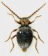 Ptinus_Manziana_2-I-2013_2,8mm2_gray.jpg