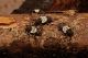 Pogonocherus_SanPolo_22-I-2013_a.jpg