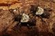 Pogonocherus_SanPolo_22-I-2013_b.jpg