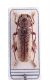 Trichoferus 1.JPG