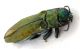 Comb0624_10jcr.jpg