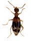 Stricticollis tobias.jpg