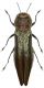 A.lineola.jpg